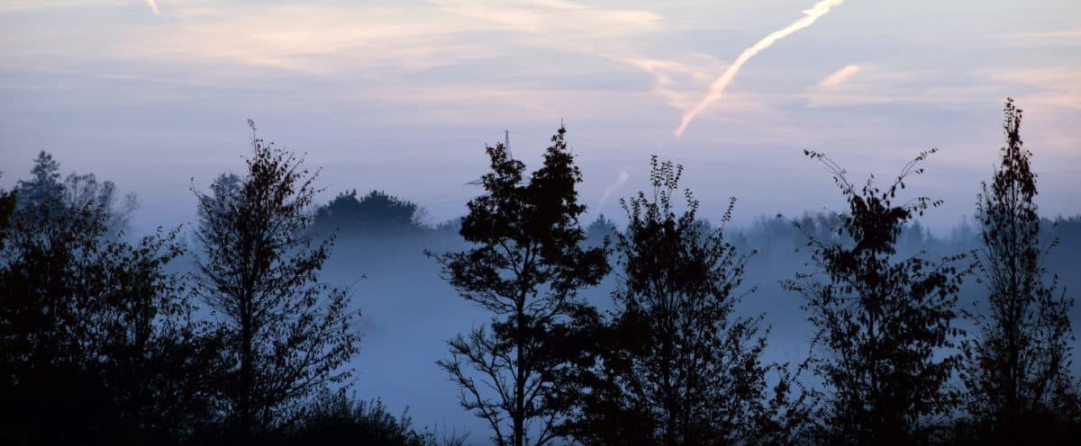 мъгла, зората, природа, небе, пейзаж, дърво, гора, слънцето, Открит
