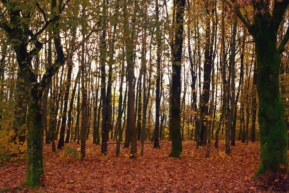 příroda, listí, strom, dřevo, krajina, bříza, Les, podzim, ekologie