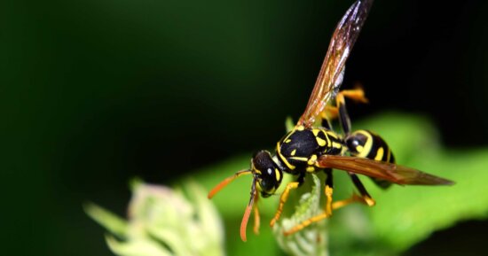 Free picture: close-up, grapes, grapevine, insect, wasp, invertebrate ...