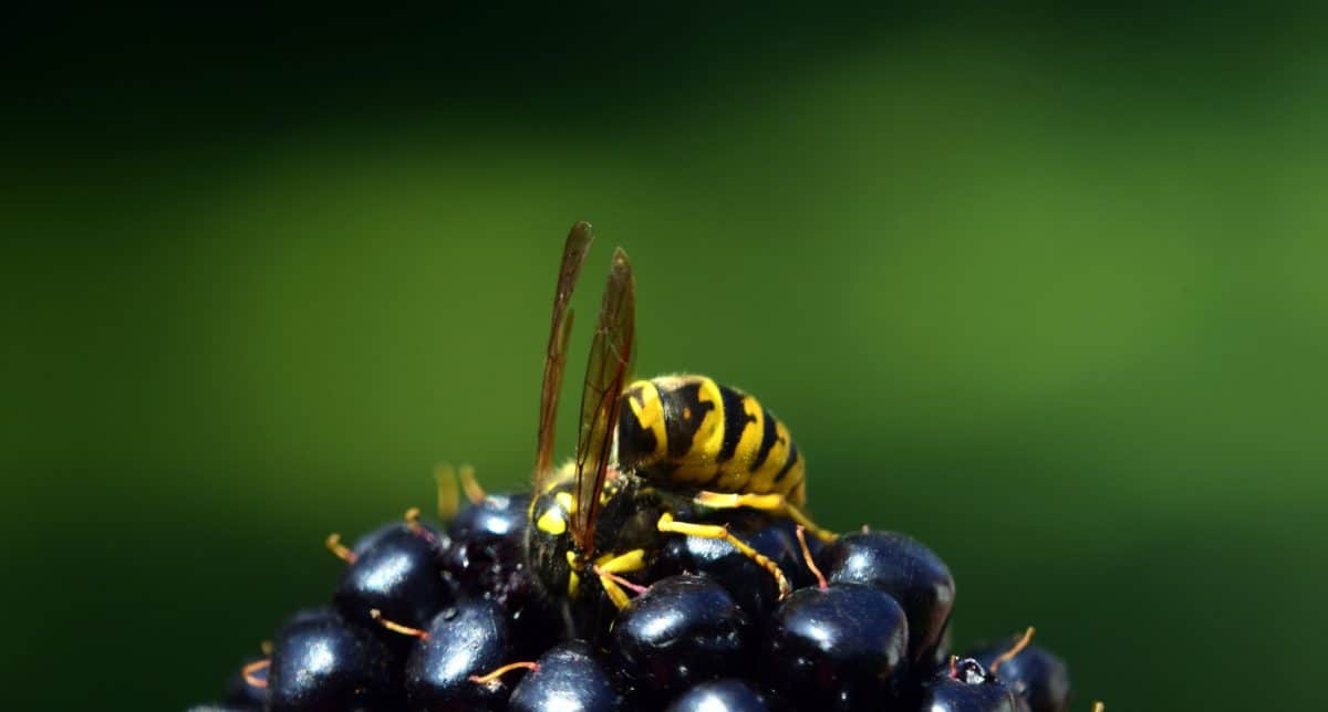 wasp, insect, berry, fruit, plant, macro, daylight