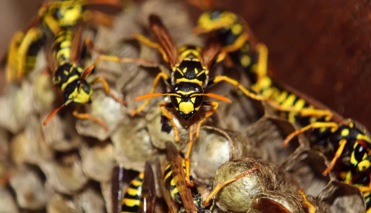 Природа гніздо wasp, Комаха, членистоногих, безхребетних