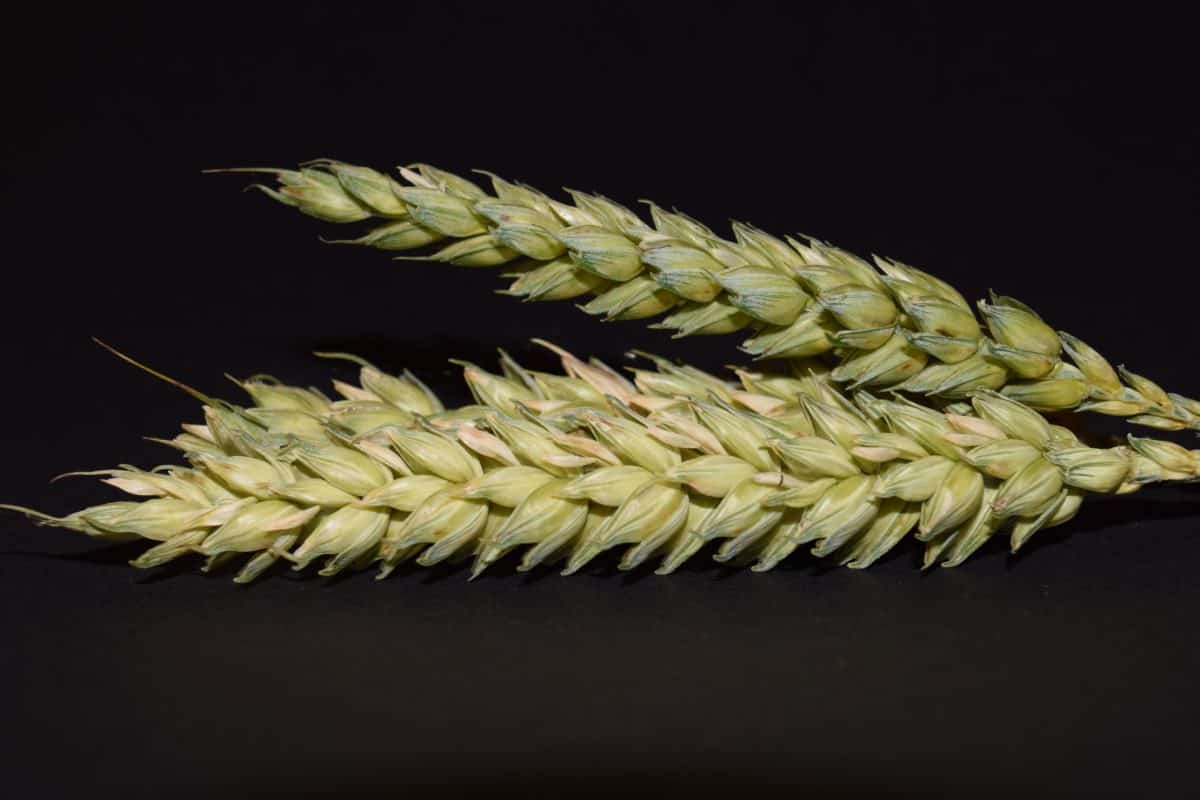 食品, 稻草, 谷物, 种子, 农业, 宏观, 细节, 照片工作室