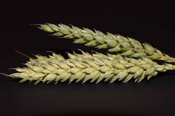 Essen, Stroh, Getreide, Samen, Landwirtschaft, Makro, Detail, Fotostudio