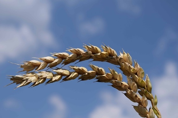 jerami gandum sereal, langit biru, bidang, pertanian, siang hari