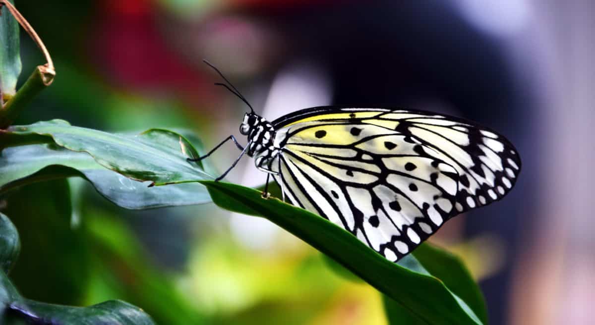 hmyz, příroda, léto, motýl, bezobratlých, volně žijící zvířata