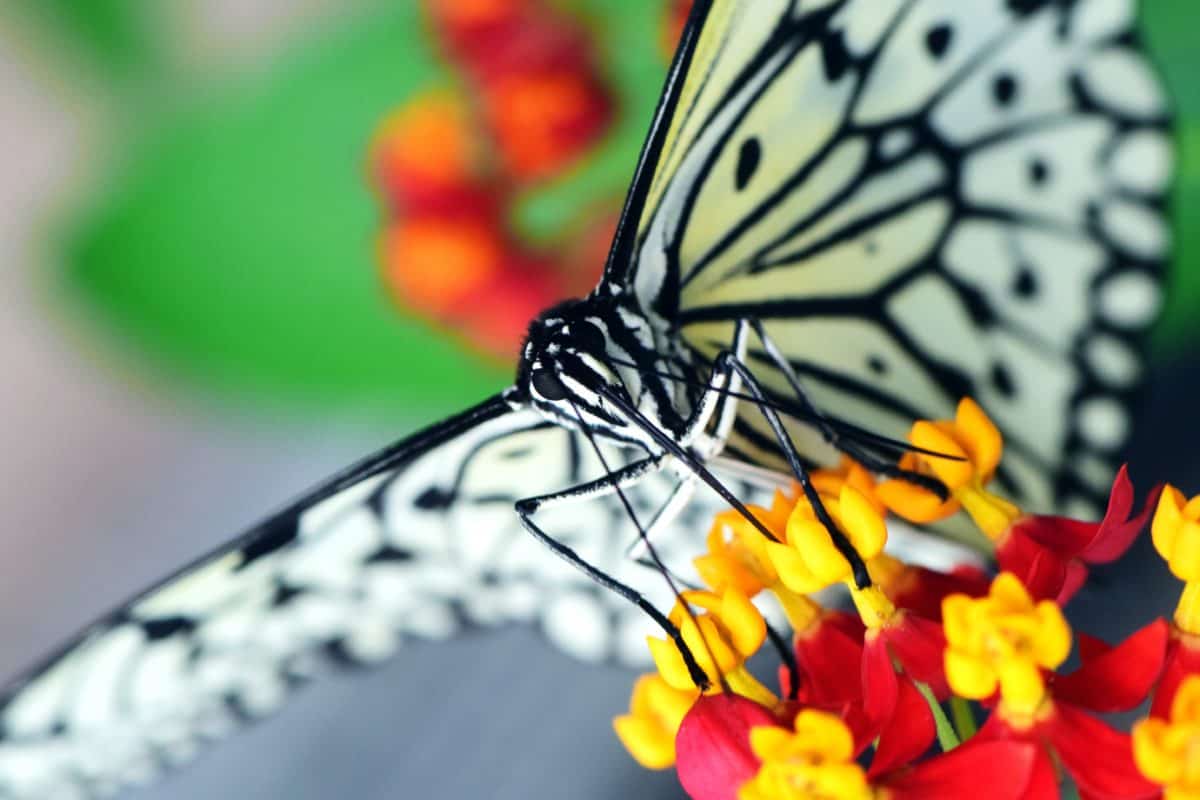 自然, 多彩, 动物, 花卉, 夏天, 昆虫, 野生动物, 蝴蝶
