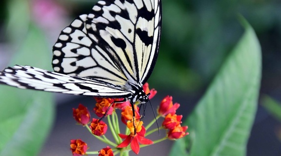 природата, насекоми, пеперуда, листа, цветя, лятото, растение, билка