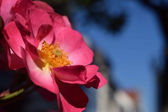 ดอกไม้ ธรรมชาติ พืช ดอกกุหลาบ ดอก สีชมพู กลีบ