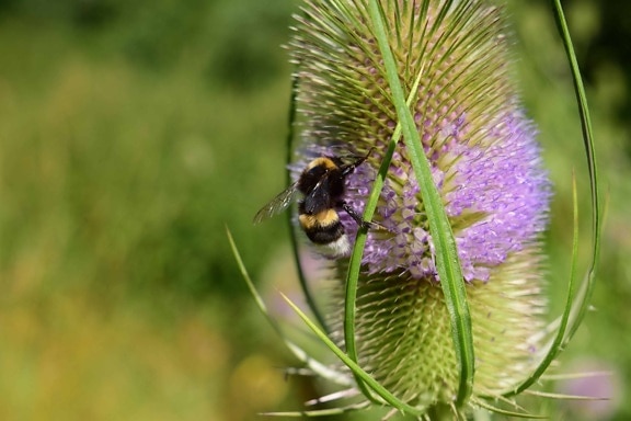flower, bumblebee, summer, insect, nature, herb, plant, flora, daylight