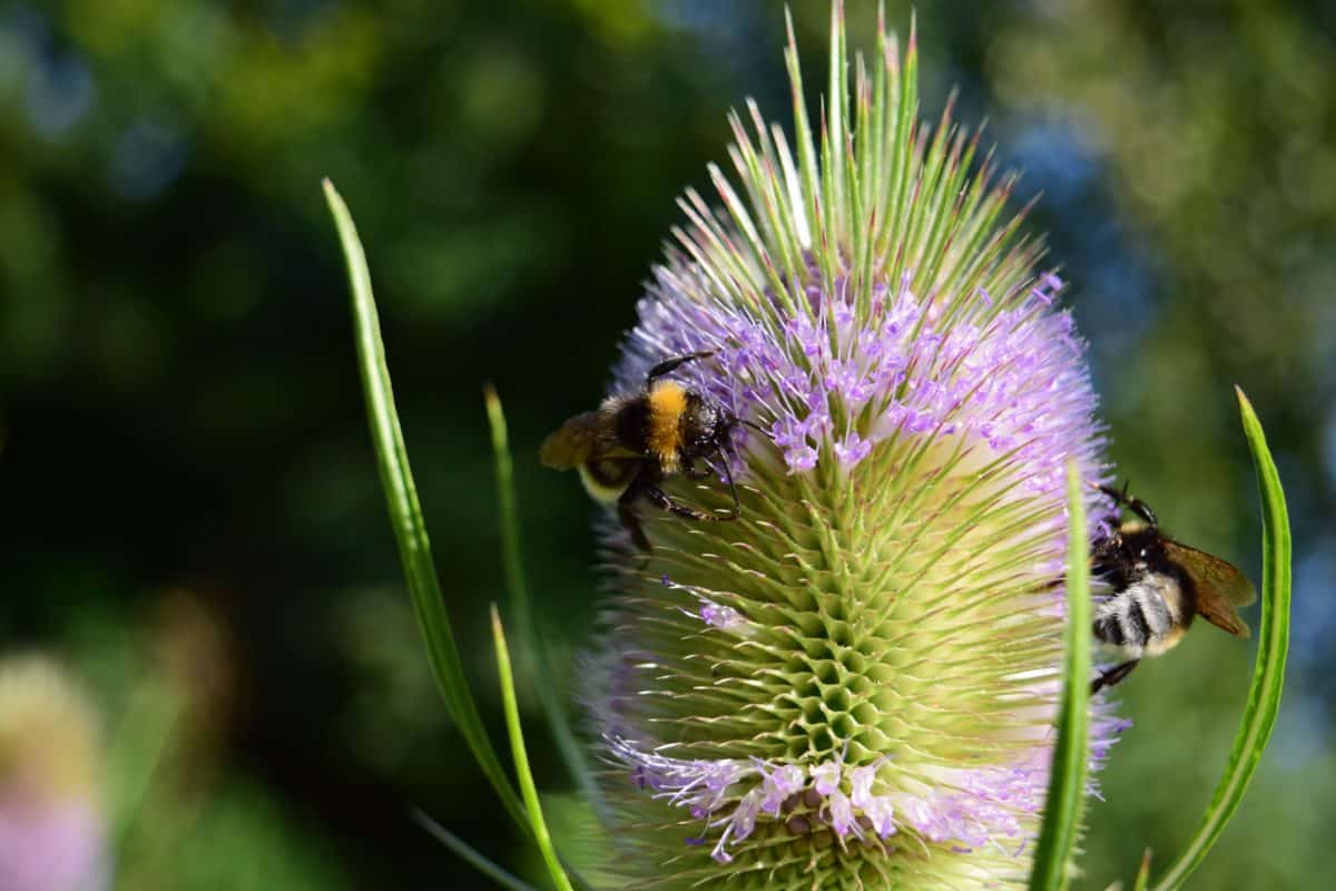 χλωρίδα, λουλουδιών, μέλισσα, καλοκαίρι, φύση, έντομο, Κήπος, βότανο