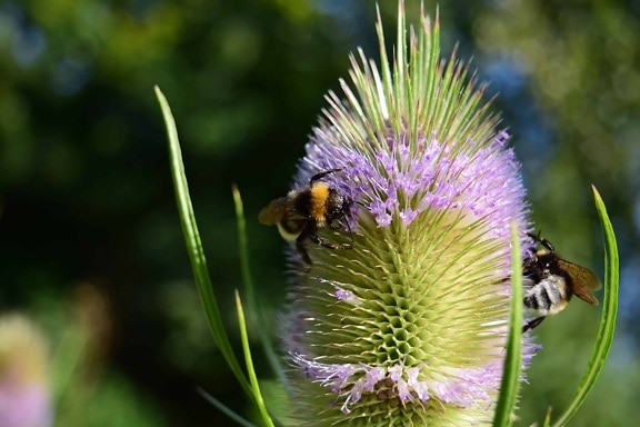 Flora, kwiat, Pszczoła, lato, natura, owad, ogród, zioło