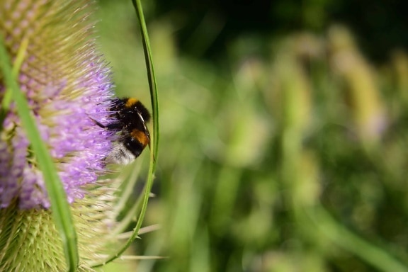 flora, bumblebee, flower, summer, insect, nature, herb, plant, butterfly