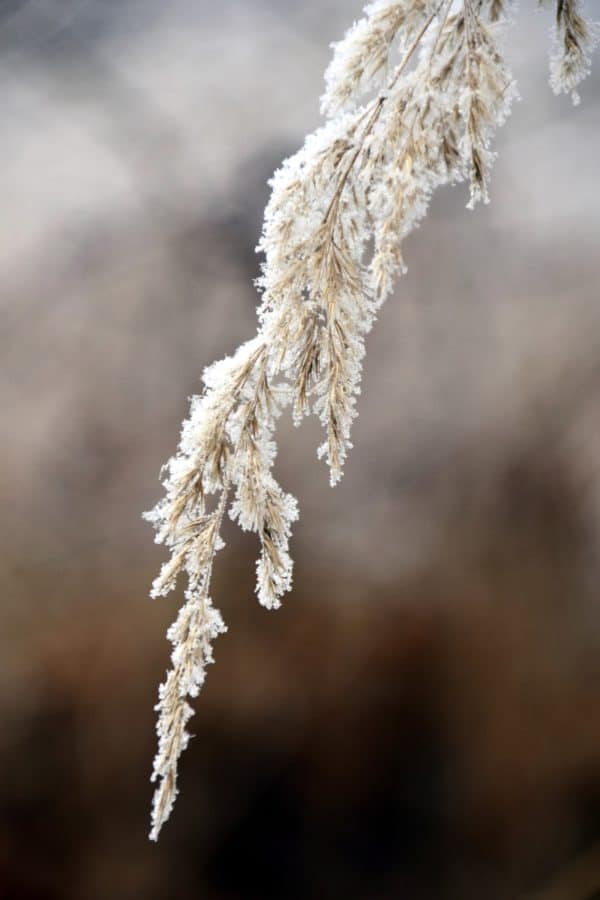 frost, nature, flora, winter, tree, plant, grass
