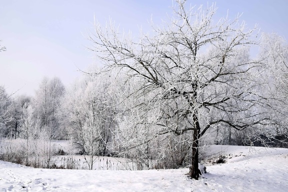 led, krajolik, zima, drvo, Mraz, drvo, snijegom, smrznuta, hladno