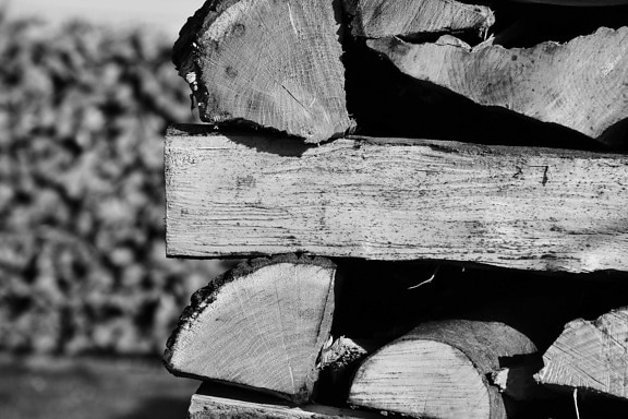 firewood, monochrome, wood, nature, plant, outdoor