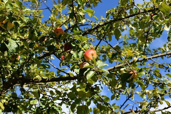 พืช ต้นไม้ ธรรมชาติ ใบ ฤดูร้อน แอปเปิ้ล ผลไม้ สาขา ออร์ชาร์ด
