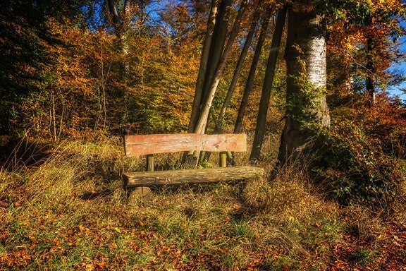landscape, bench, leaf, wood, nature, tree, forest, autumn