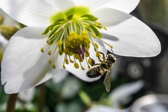 Бджола, природи, Комаха, Пилок, запилення, квітка, макрос, pistil