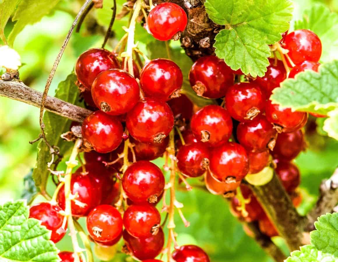 leaf, delicious, food, berry, nutrition, currant, nature, fruit
