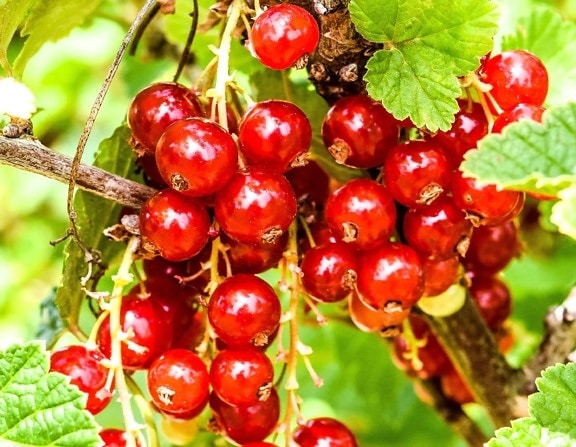 leaf, delicious, food, berry, nutrition, currant, nature, fruit
