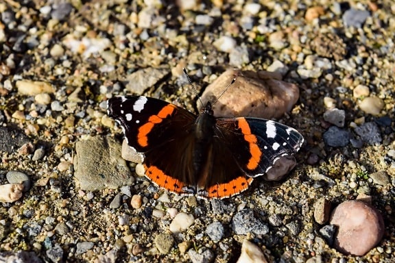 natureza de inseto, borboleta, invertebrada, à terra, ao ar livre
