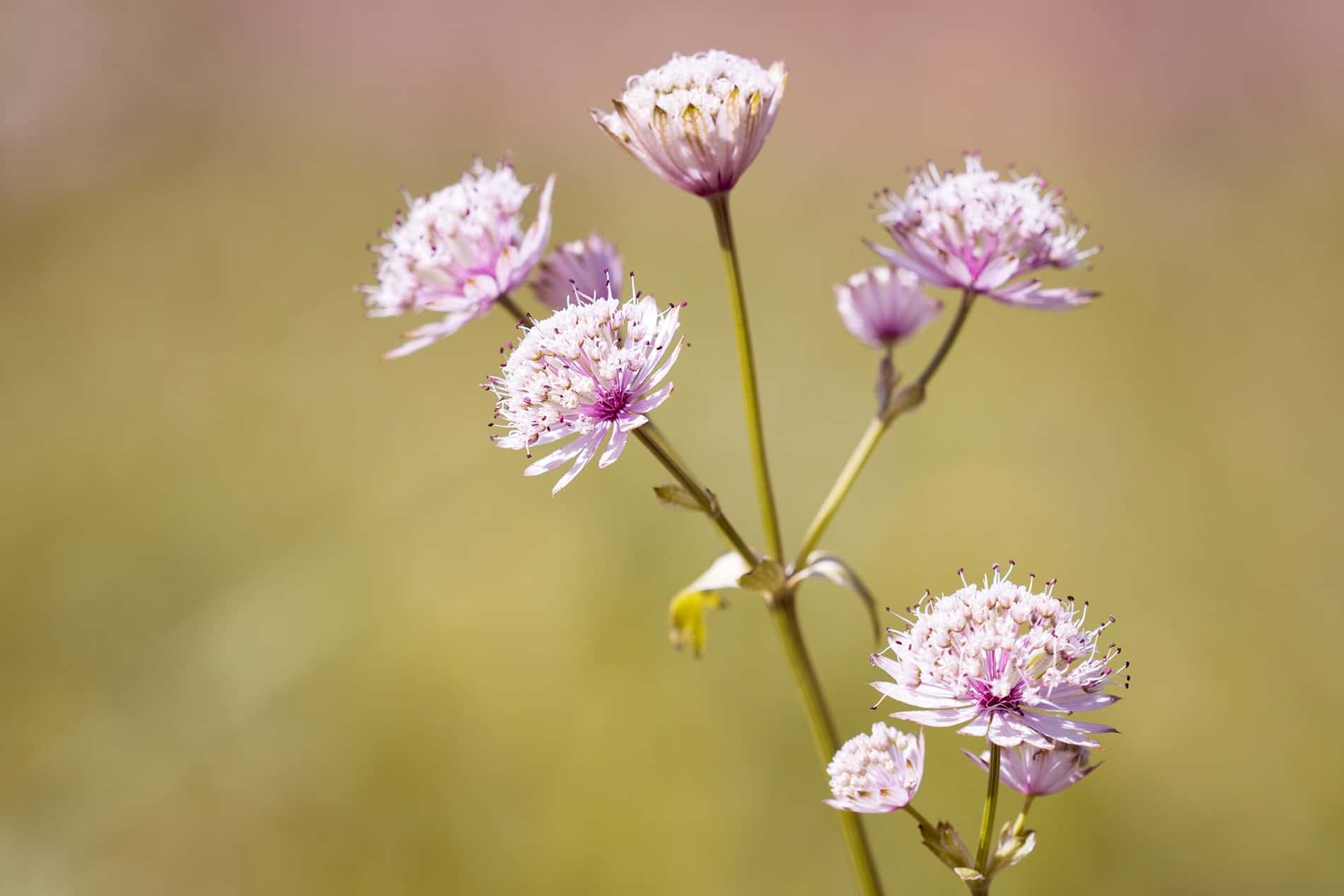 フリー写真画像 フローラ 夏 葉 野草 自然 ハーブ 植物 ピンク 花