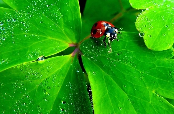 nature, rain, garden, leaf, ladybug, flora, dew, beetle, insect