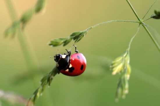 Image Libre Nature Coccinelle Coccinelle Insecte Arthropode Invertébré 5116