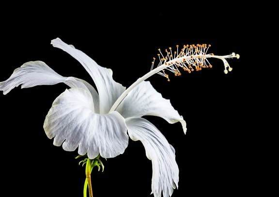 Natura, biały, biały, kwiat, makro, słupek, detal, pyłek