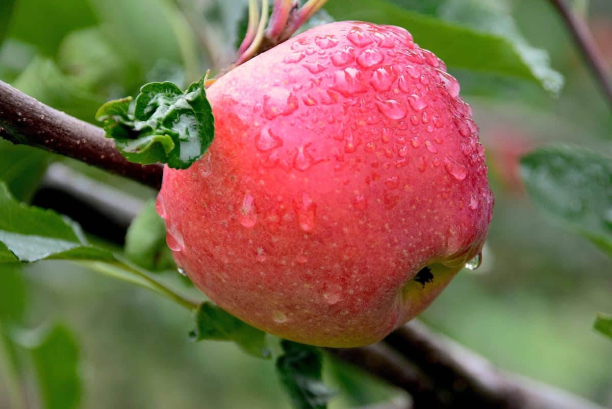lluvia, comida, naturaleza, fruto, jardín, huerto, hoja verde, manzana roja, deliciosa