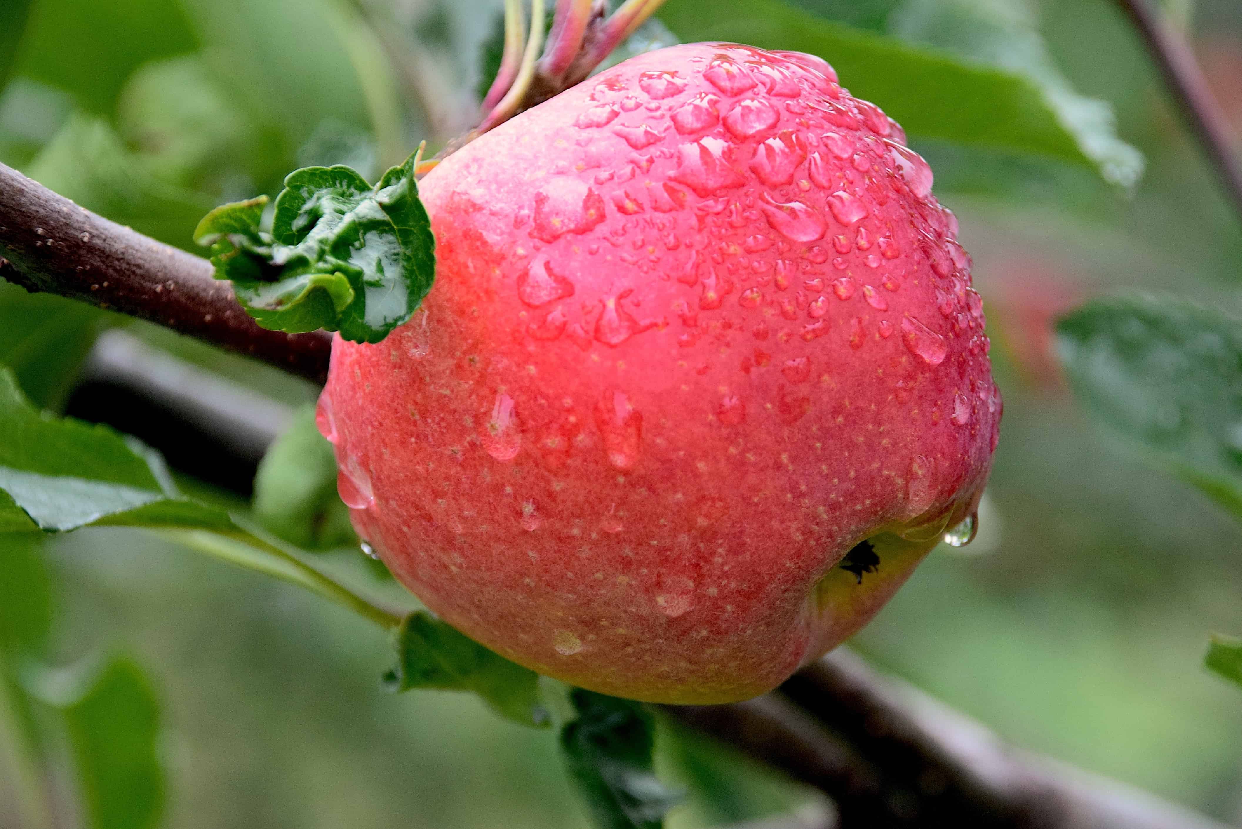 フリー写真画像 雨 食べ物 自然 フルーツ 庭 果樹園 緑の葉 赤いりんご おいしい
