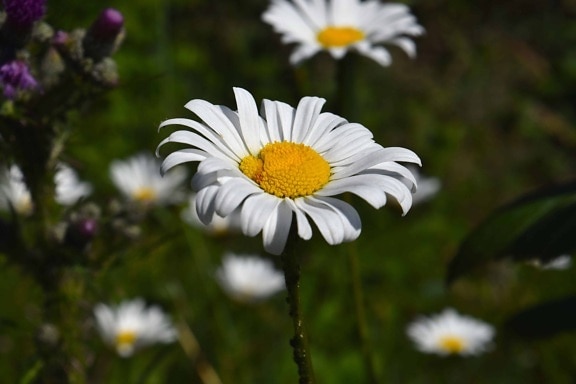 Free picture: pollen, summer, flora, nature, flower, plant, blossom ...