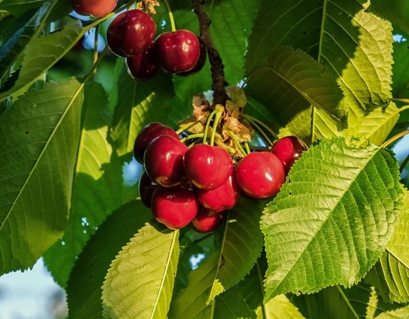 food, tree, branch, leaf, delicious, nature, fruit, cherry