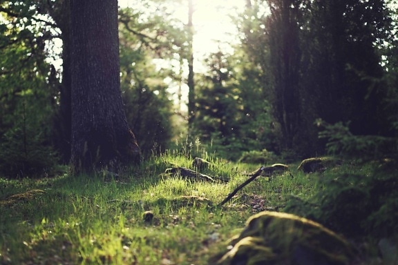 dřevo, strom, krajina, ekologie, příroda, Les, divočina, zelená tráva, pozemní