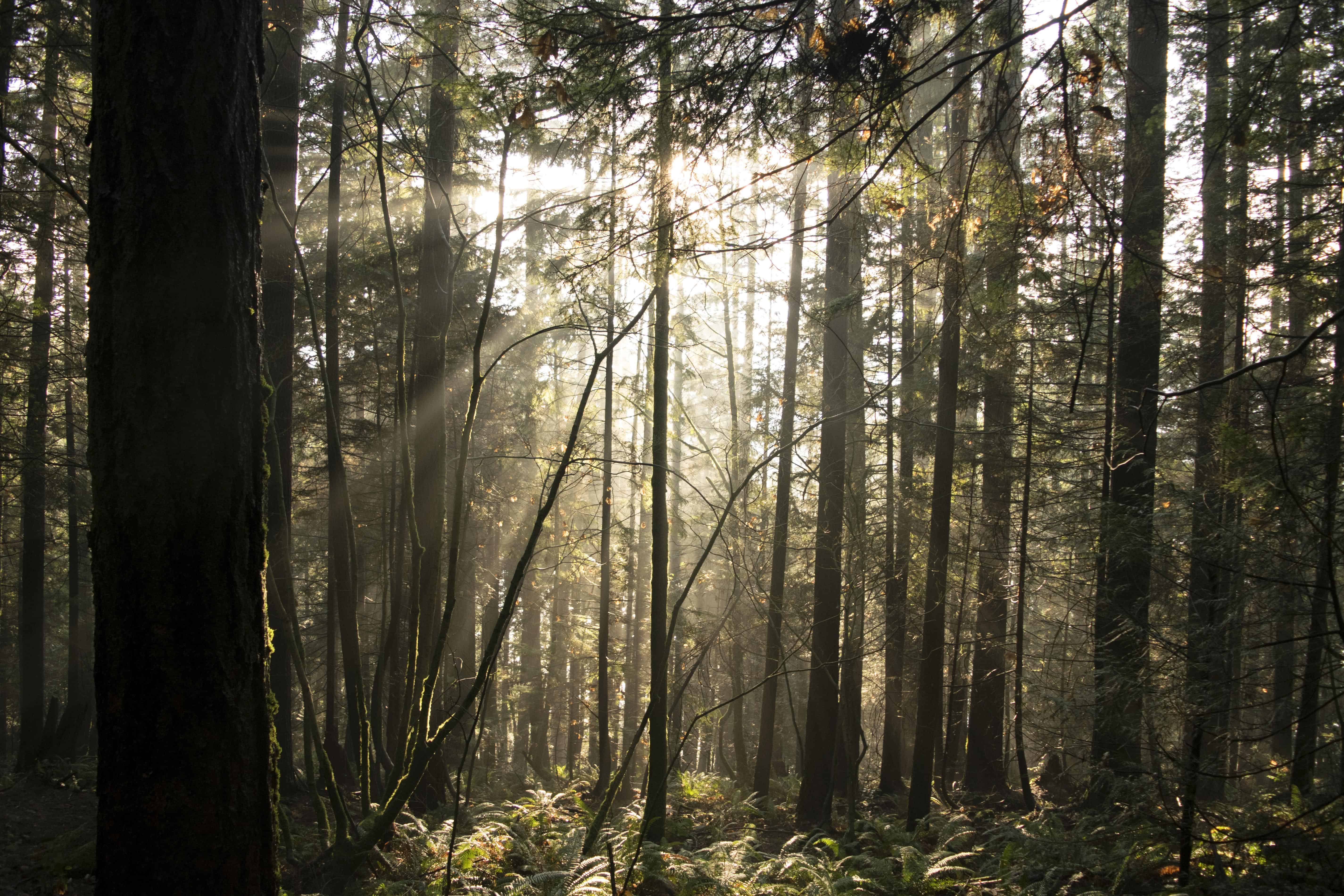 Какой лес самый богатый. Британская Колумбия леса. Ванкувер лес. Британская Колумбия природа лес. Сосновый лес.