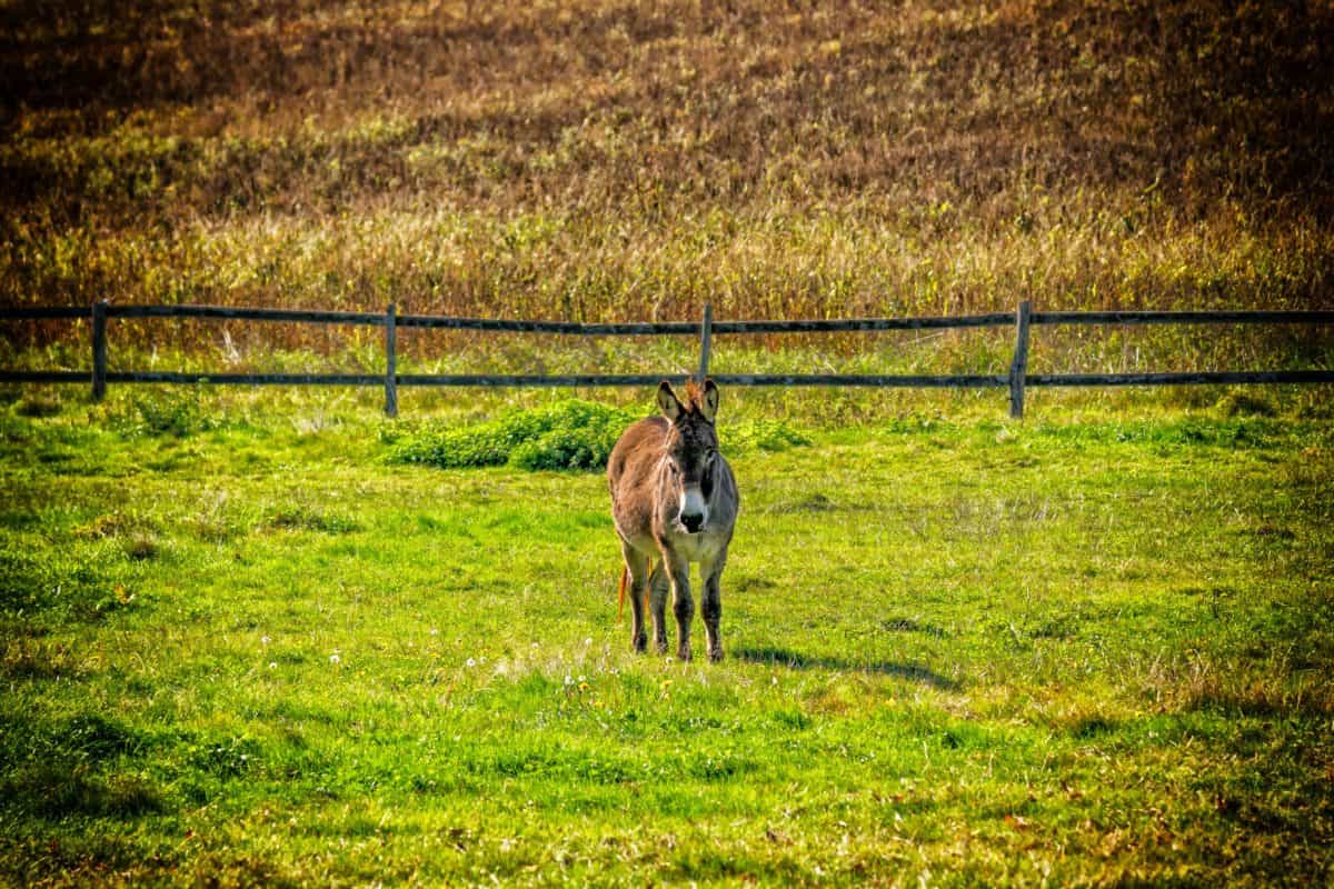 donkey, meadow, fence, grass, animal