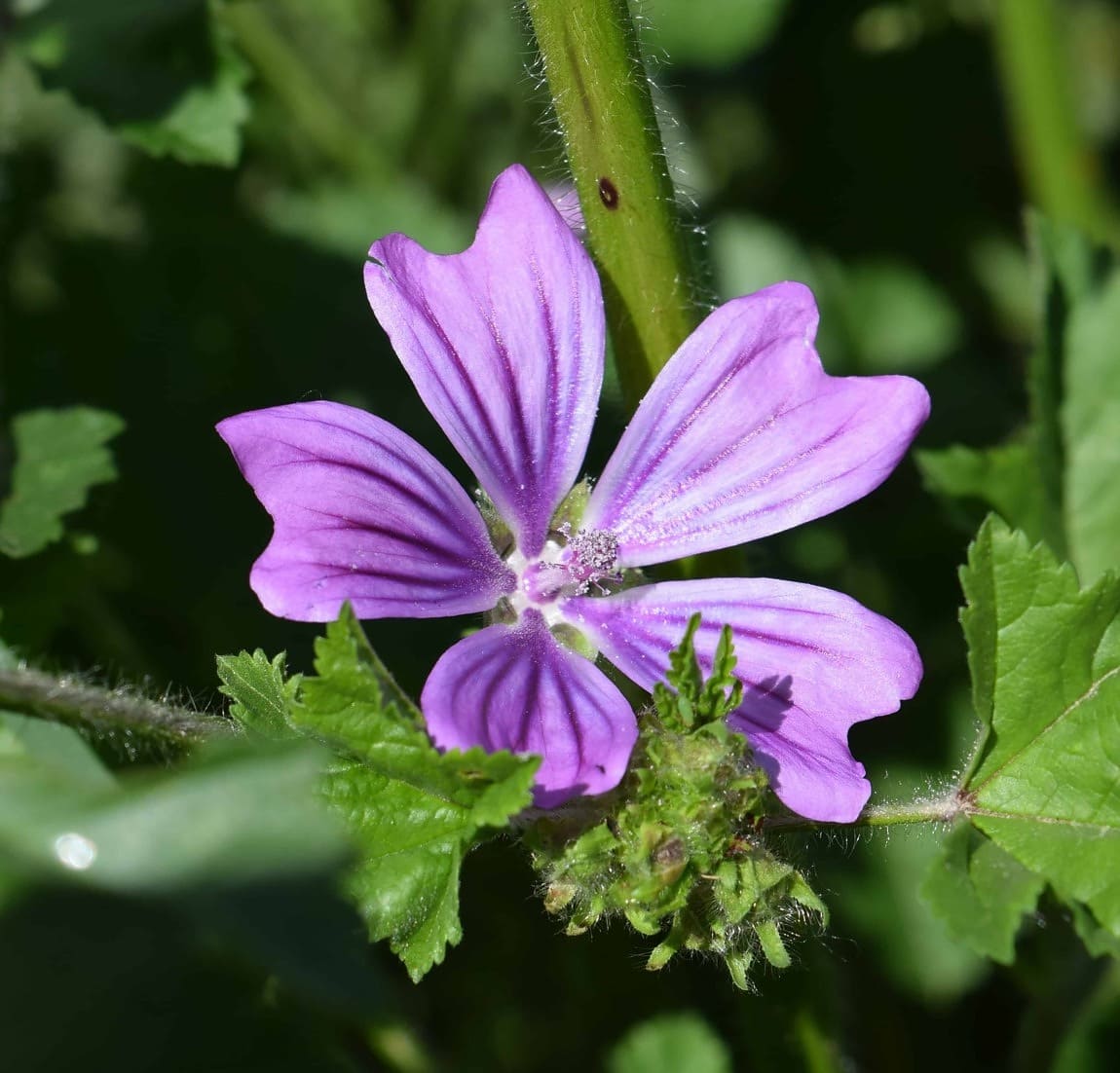 ilmainen-kuva-luonto-flora-wildflower-yrtti-kasvi-kivi