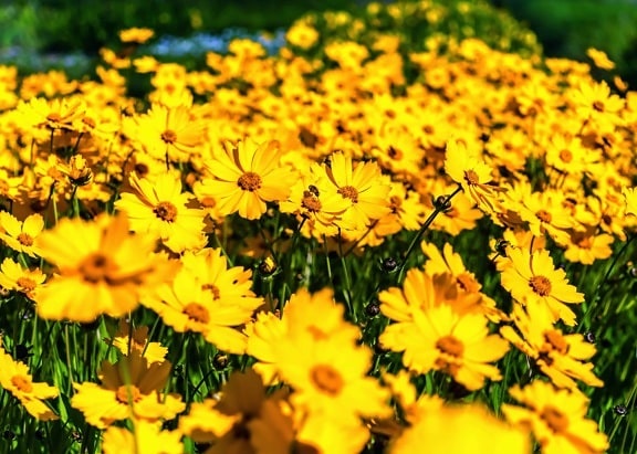 ดอกไม้ ฤดูร้อน ดอกไม้ ฟิลด์ สวน ธรรมชาติ สมุนไพร พืช