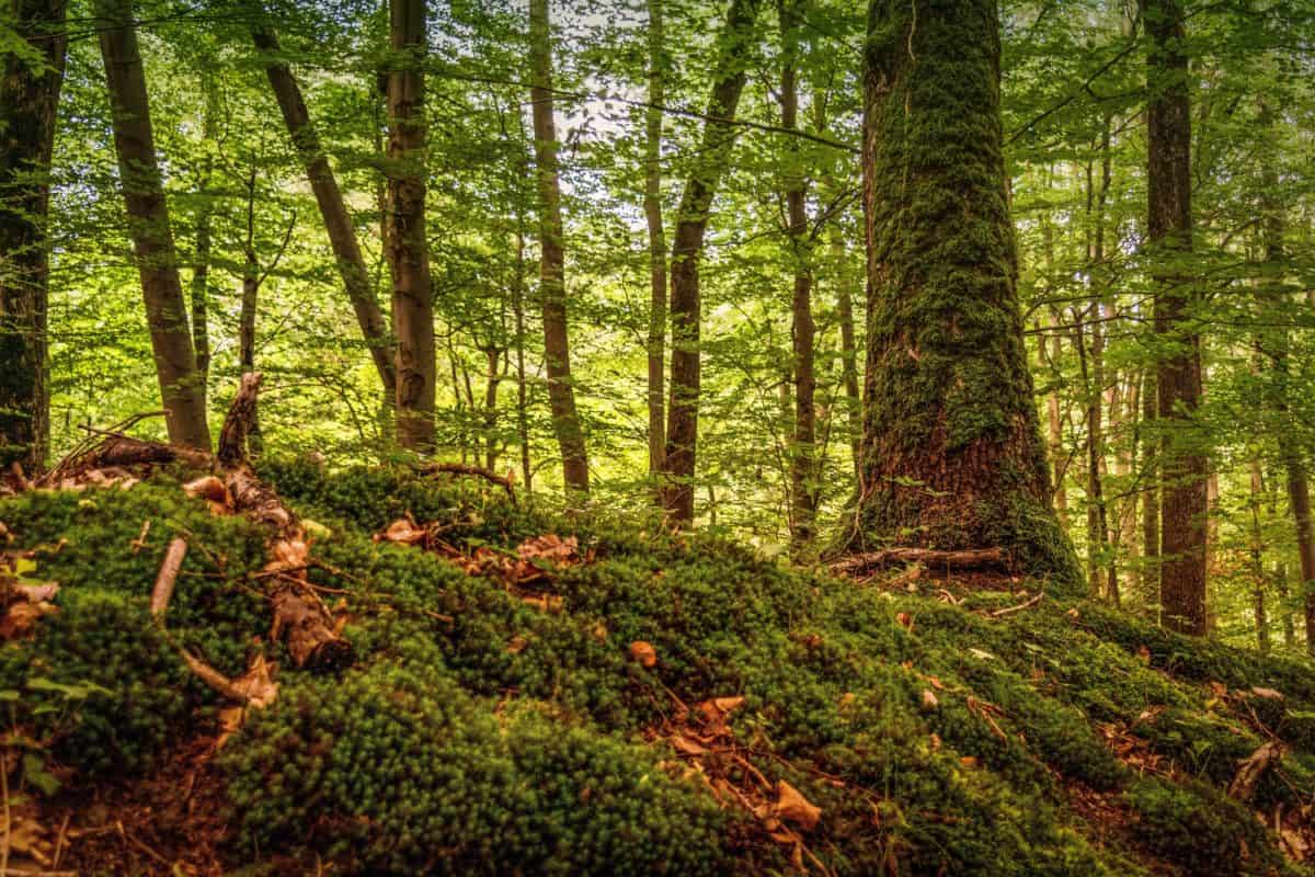 Moss, hegy, fa, fa, levél, környezet, természet, táj, erdő