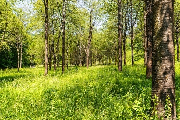 лес, лист, зеленая трава, пейзаж, окружающей среды, дерево, лето, дерево, природа