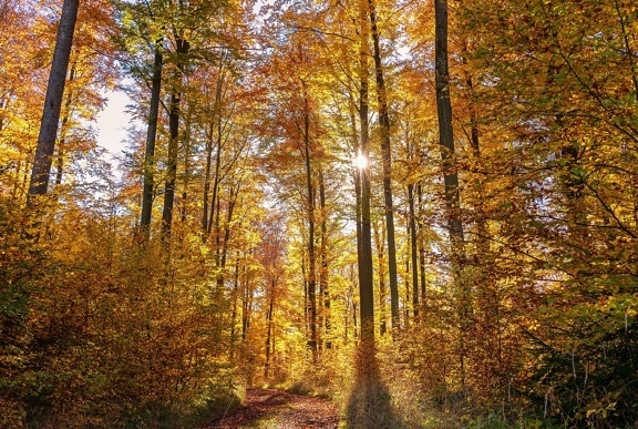 herfst, boom, blad, hout, landschap, natuur, bos