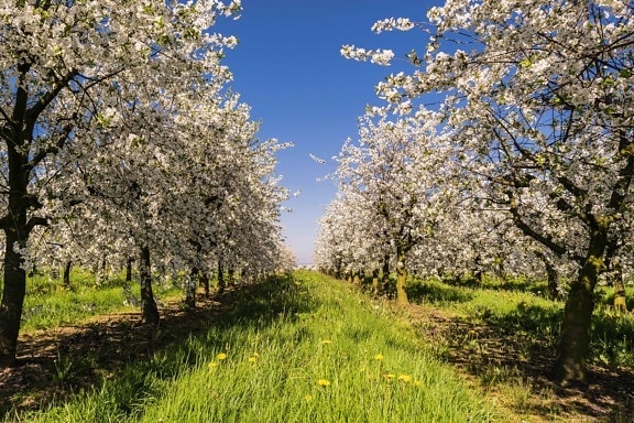 農業、果樹園、ブランチ、自然、風景、木、りんごの木、春