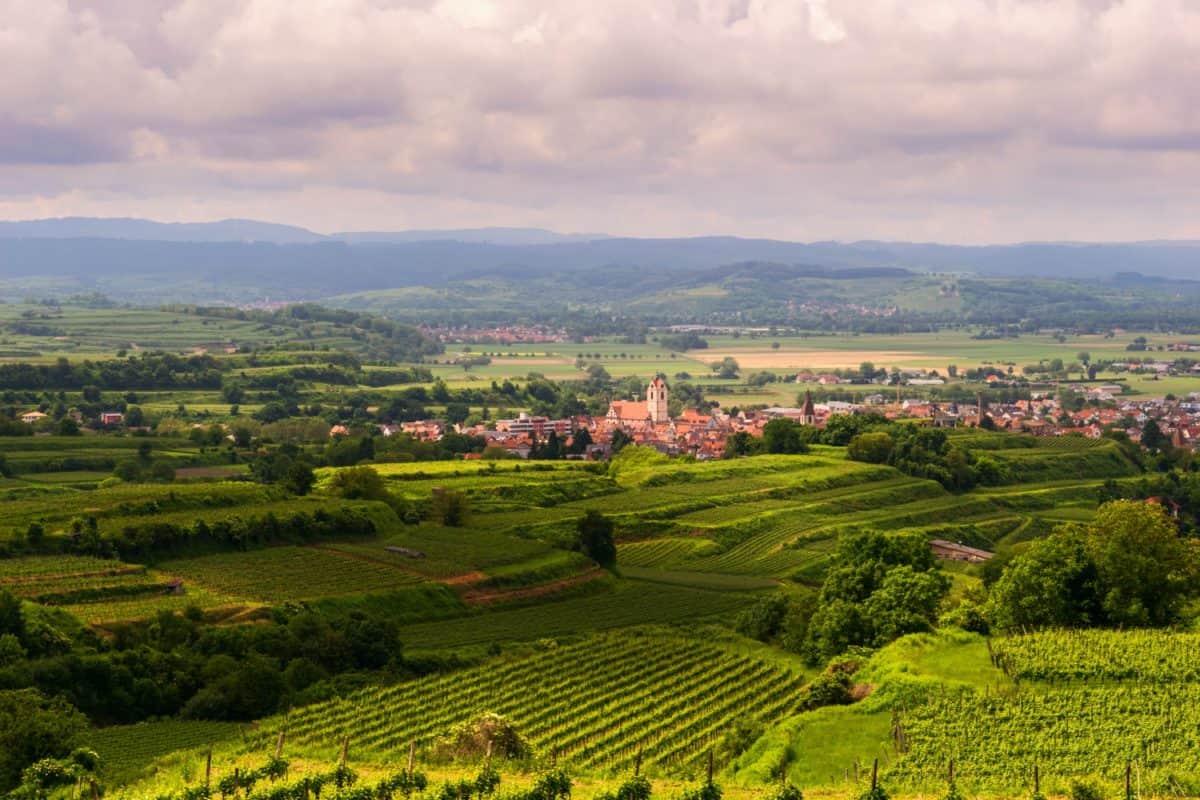 vineyard, agriculture, landscape, nature, hill, countryside