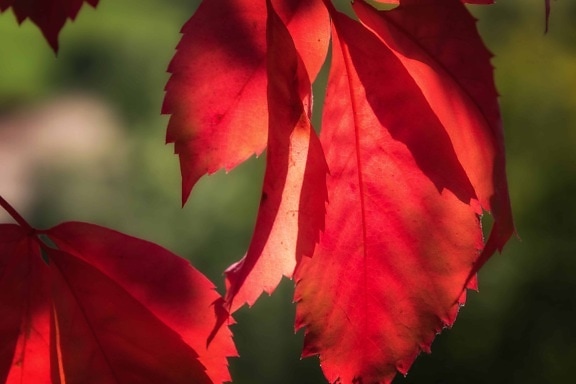 blad, natur, plante, efterår, rød