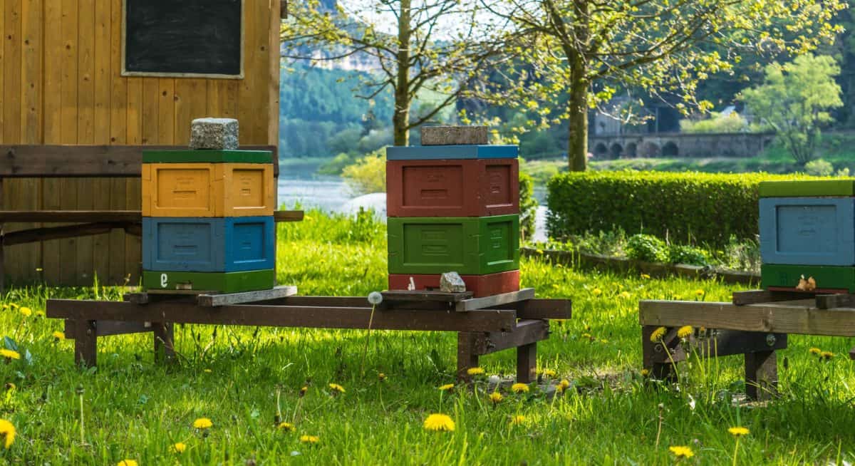ฤดูร้อน รังผึ้ง ธรรมชาติ ไม้ ผึ้ง หญ้า apiary
