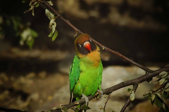 exotický vták, farebné, voľne žijúcich živočíchov, prírody, zvierat, divoké, rainforest