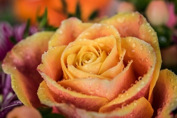 Rosa, makronaredbe, cvijet, ruža, vlaga, biljka, latica, biljka, flore