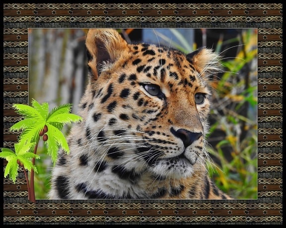 fotomontage, animal, predator, hunter, dyreliv, pels, safari, kødædende