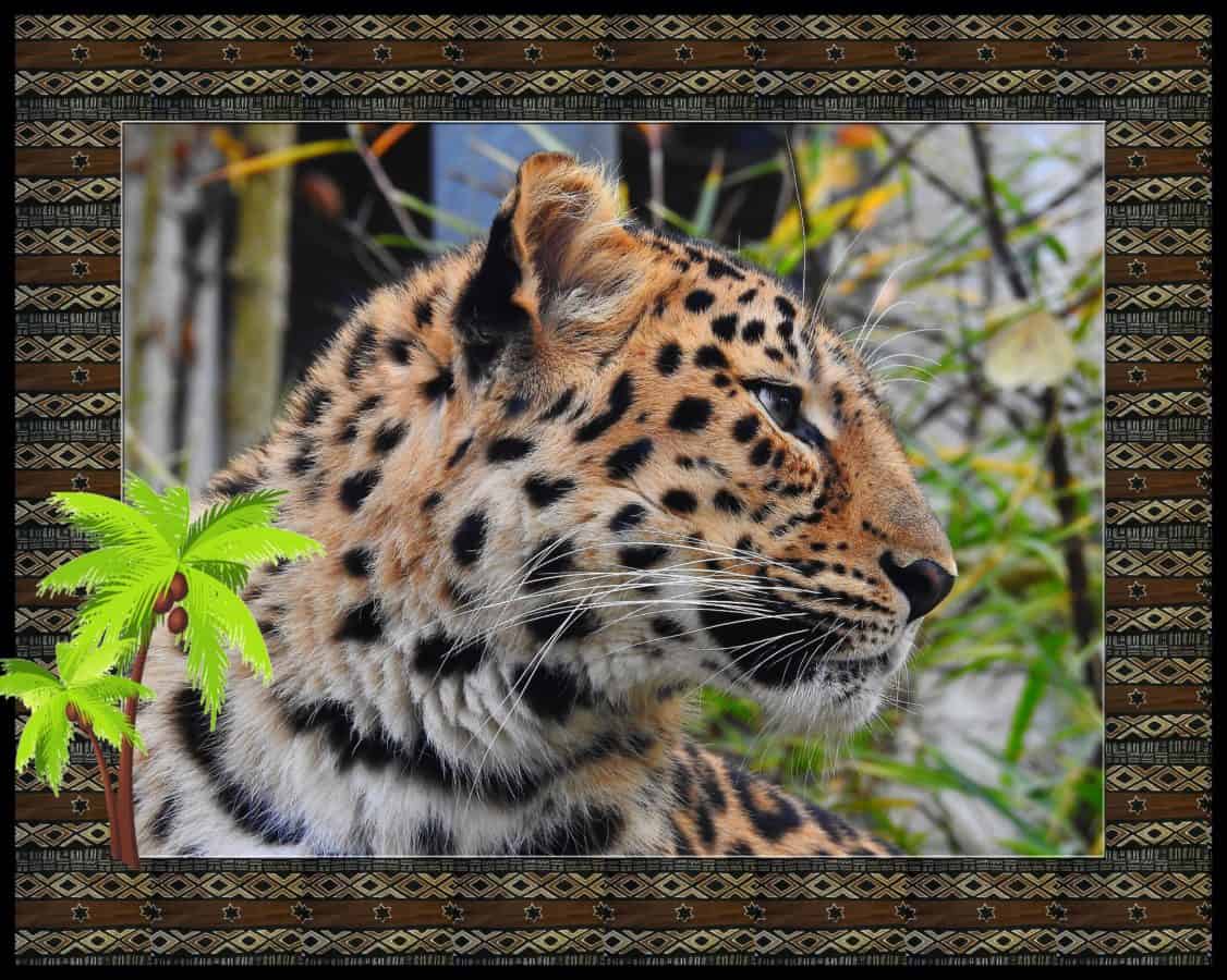 Leopard, fotomontage, ram, djur, vilda djur, rovdjur, katt, rovdjur