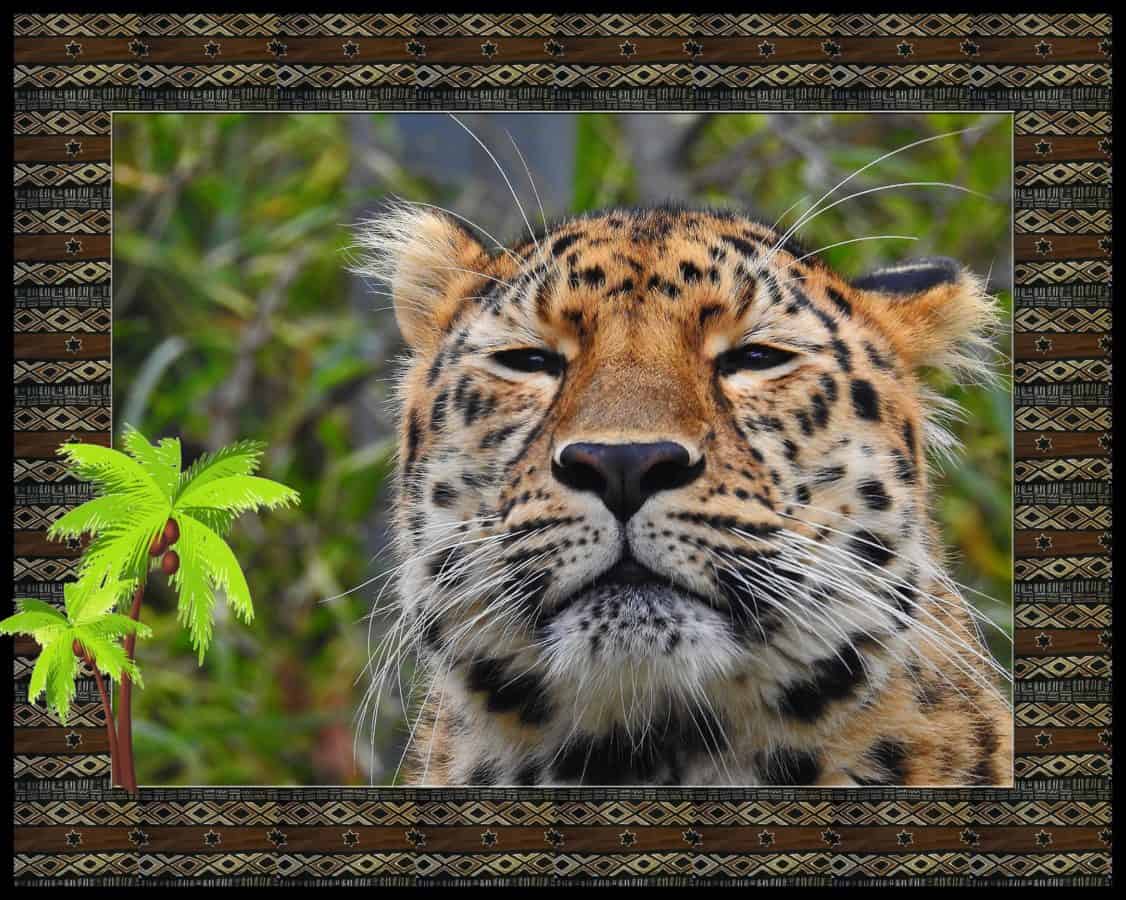 dyr, Fotomontasje, predator, rovdyr, dyreliv, leopard, safari